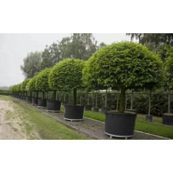 Vaso grande 350 L